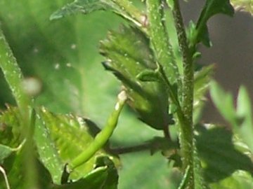 Un''altra Crucifera trovata nello stesso fosso